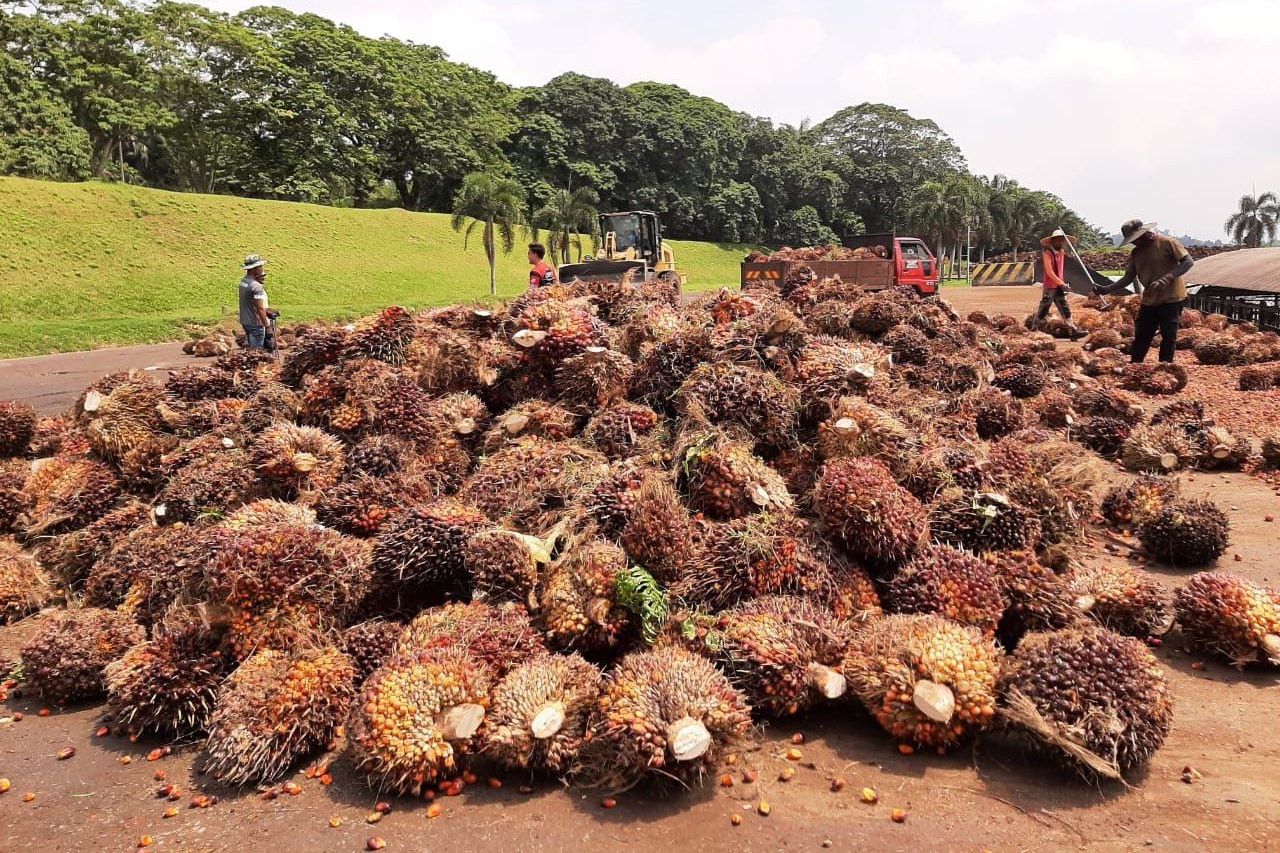 Harga Minyak Sawit Mentah Dijangka Melebihi RM4,000 Pada 2024 Berikutan ...