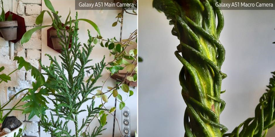 Spiral Japanese Cedar yang lebih cantik jika dilihat dari jarak dekat pada bahagian batang yang berpintal