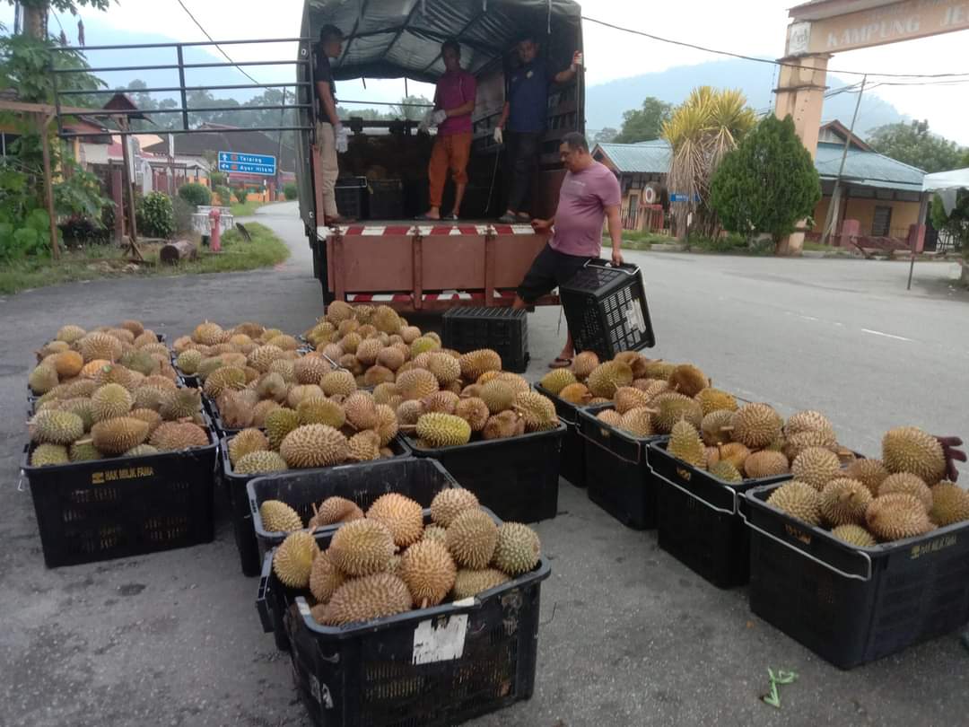 Jualan durian dari Batu Kurau antara yang menjadi tarikan pada pengunjung.