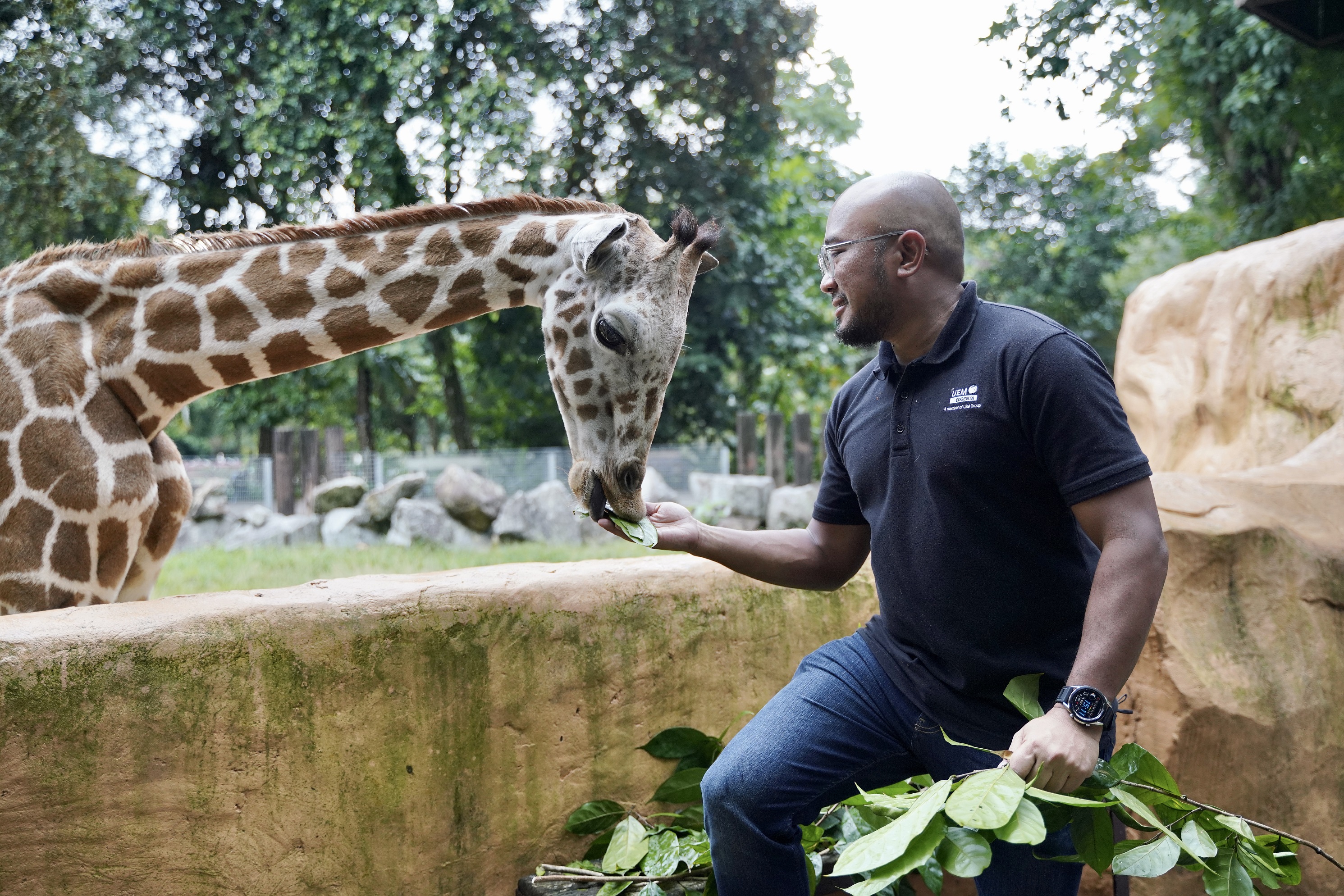 Uem Edgenta Taja Sepasang Zirafah Di Zoo Negara Dagang News