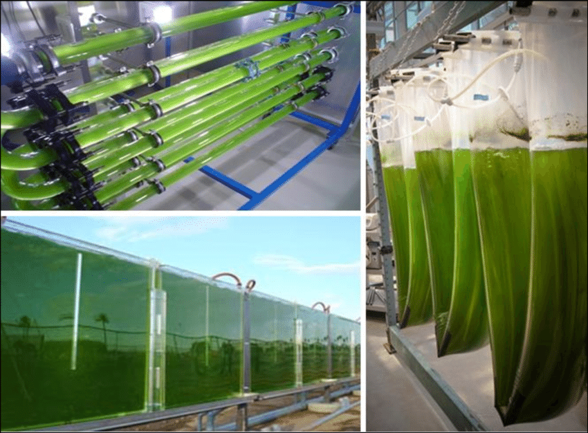 microalgae farm