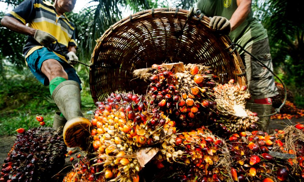 ladang sawit