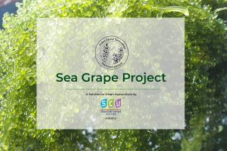 SeaGrape known by its scientific name of Caulerpa lentillifera.