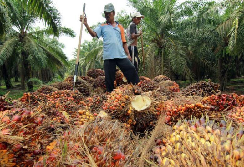 Peneroka Felda