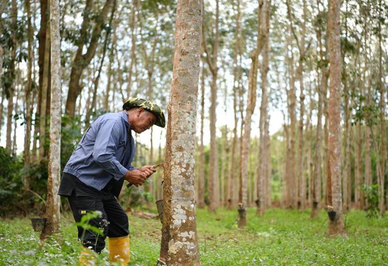 Pengeluaran Getah Asli Malaysia Melonjak 9.7% Kepada 31,309 Tan Pada ...