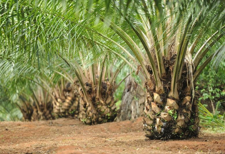 Ladang sawit