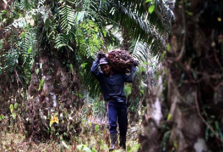 Pekerja ladang sawit