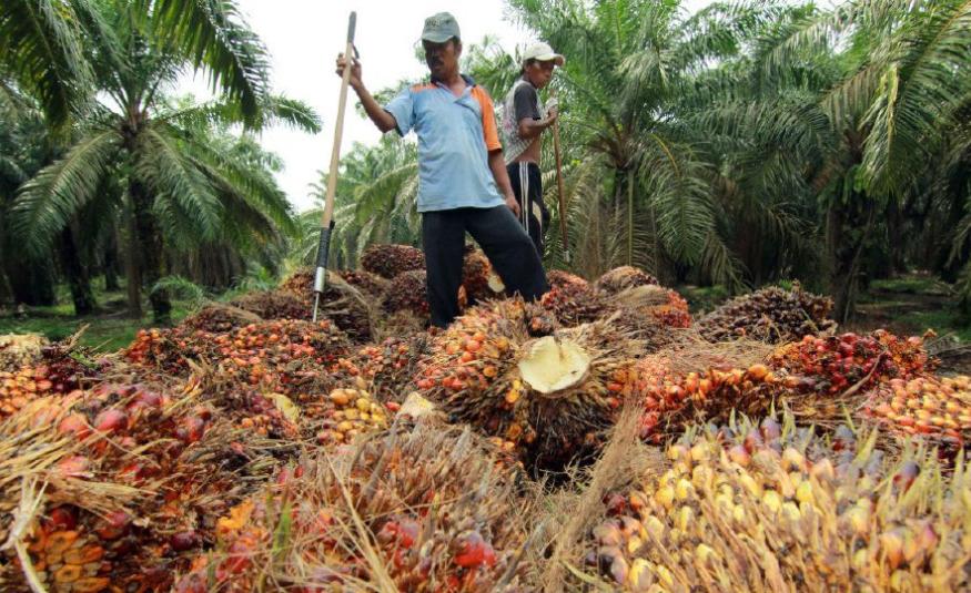 Peneroka Felda