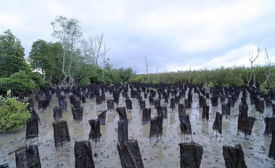 Menerusi program pemulihan hutan bakaunya, Tenaga Nasional Berhad (TNB) telah menanam 18,800 anak benih bakau di Sungai Limau dan Kampung Sungai Tiram di daerah Manjung sejak tahun 2013.