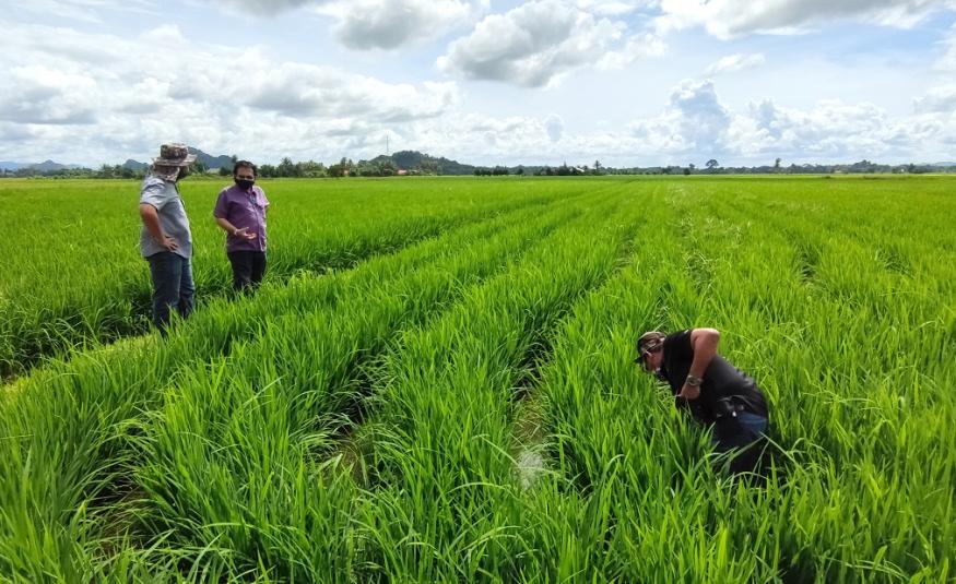 BERNAS bangunkan 4 lokasi SMART Sawah Berskala Besar