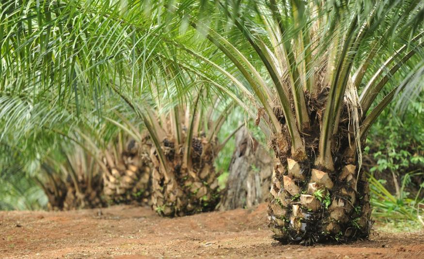 Ladang sawit