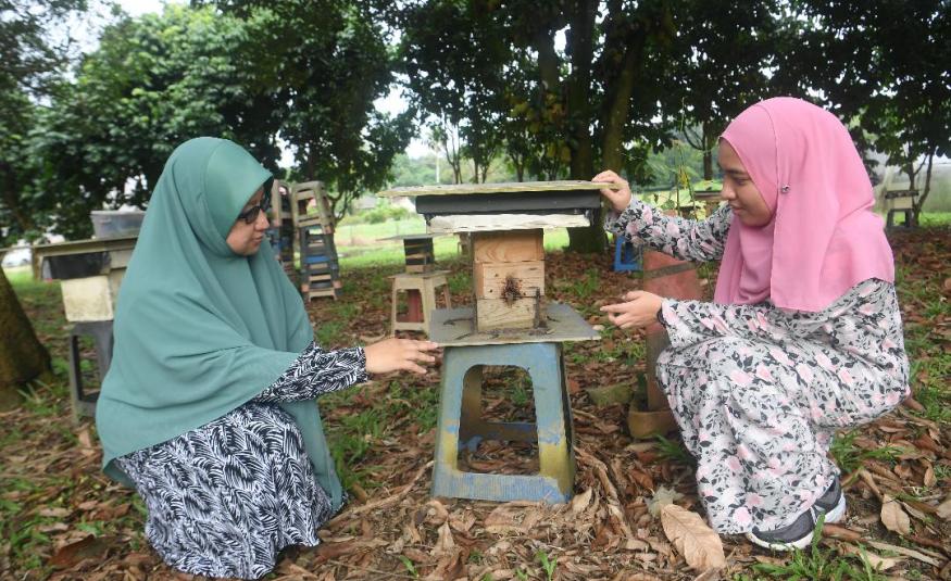 Dr. Norhasnida (kiri) dan pelajarnya Nurul Ainaa Farhanah Mat Ramlan melihat dari jarak dekat sarang lebah kelulut.