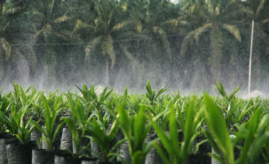 Garis panduan jantina RSPO kukuhkan peranan wanita dalam industri sawit 