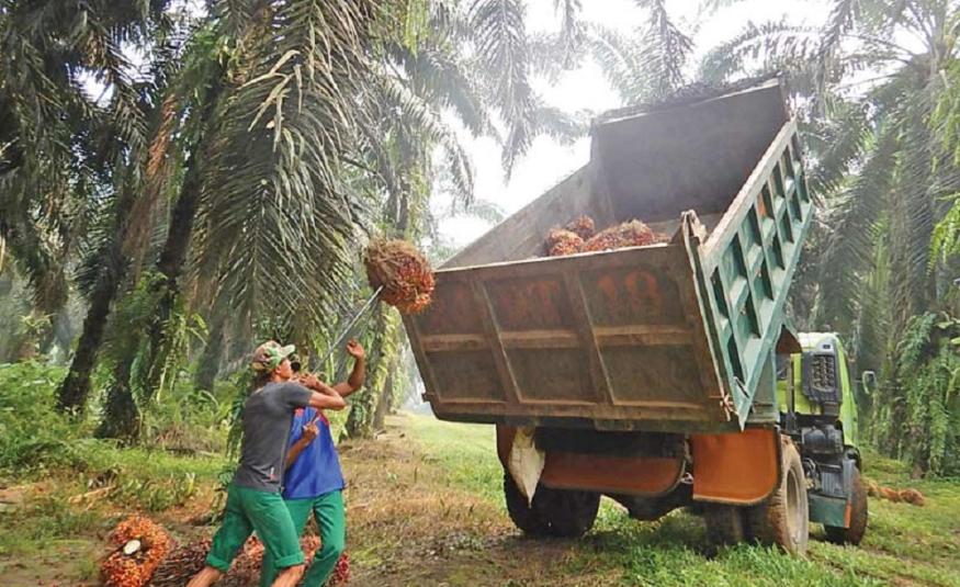 pengurangan pekerja asing sektor perladangan