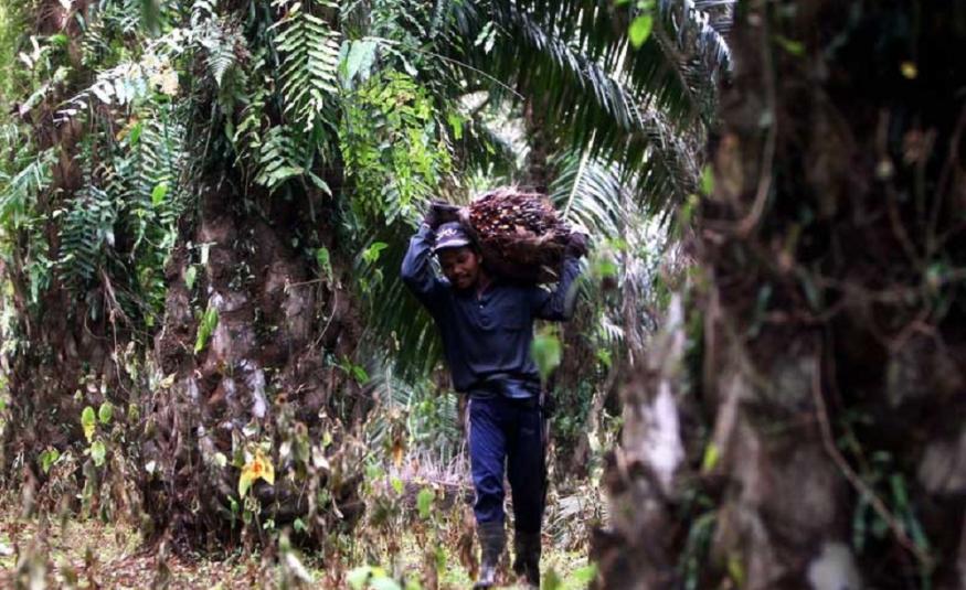 Pekerja ladang sawit